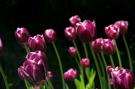 Tulips! - nature, tulips, purple, flowers