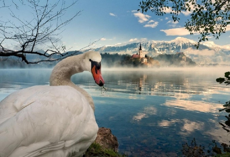 Swan's - winter, water, swan, photography, landscape, snow, lake, castle