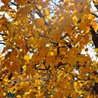 Golden Autumn