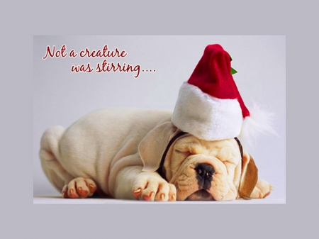 Not a creature was stirring - cute, puppy, sleeping, Santa hat