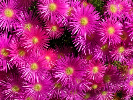 Flower Power - flowers, pink, nature, soft