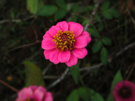 pretty pink flowers - bright, nature, pretty, macro, pink, colored, flowers, outdoor