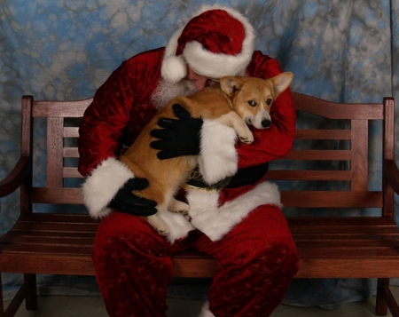 Santa loves corgis - christmas, dogs, beauty, Santa, holidays, love