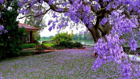 The Flowering Tree - purple, lake, park, house, flowering tree, garden