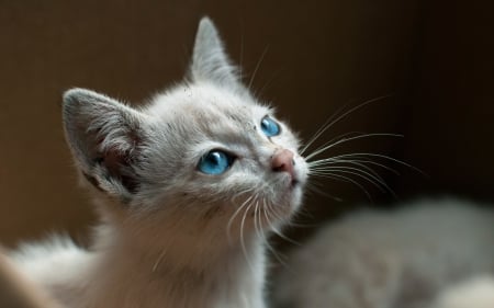 Cat - sleepy, cute, beautiful, cat, sleeping, kitty, cats, hat, cat face, paws, face, animals, pretty, beauty, sweet, kitten, lovely