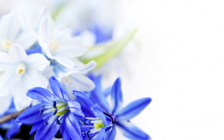 Blue Nature - nice, nature, macro, blue, flowers, iris