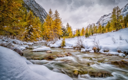 *** Winter is coming *** - river, trees, winter, nature