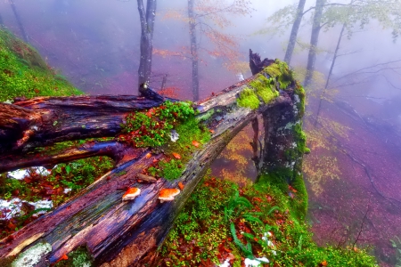 November - trees, branches, mirrored, colors, reflection, leaves, fall, colorful, nature, november, autumn, foliage