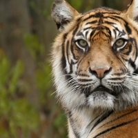 Haunting Tiger