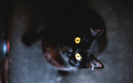 Black cat - black, yellow eyes, animal, cat