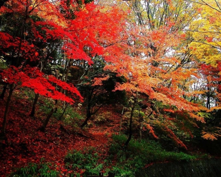 Hidden Path - path, Autumn, trees, stairs, Fall, steps, leaves