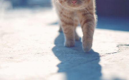 Coming - white, animal, coming, cat, orange, ginger, shadow, blue