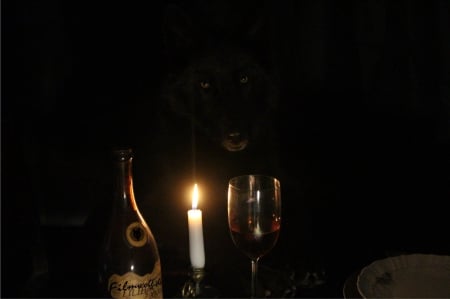 Wolf Eyes Candlelight - candle, eyes, black, wolf, wolfdog, wolves, yellow, dog, candlelight