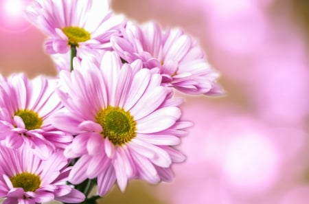 Pink Flowers! - nature, flowers, pretty, pink