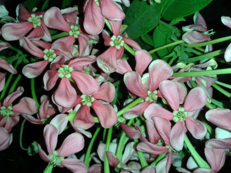 Coral Vine Flowers - nightschene, Nature, Flowers, vineflowers