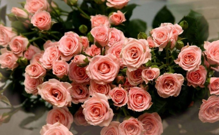 Pink Roses - pink roses, bouquet, flowers, still life