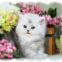 Persian kitty in a flower basket