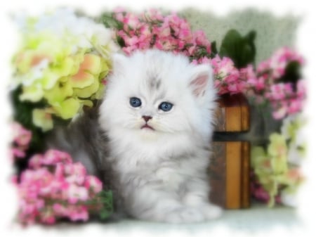 Persian kitty in a flower basket - Persian, flower basket, cats, animals, kitty