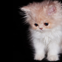 Cute Persian Kitty