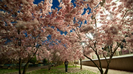 row of blossoming trees in a park - blossoms, trees, person, park