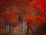 spectacular red trees in autumn