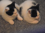 two kittens