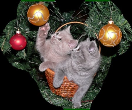 Christmas Kittens - Christmas ball, basket, animal, kittens