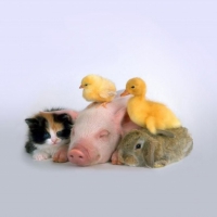 Piggy and Friends