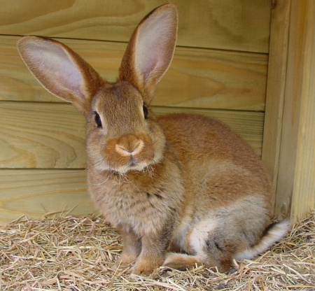 Rabbit - nosy, orange, fluffy, hay