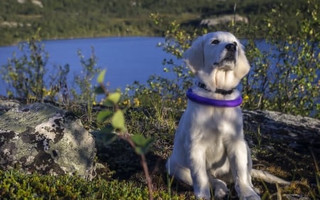 Dog - pretty, beautiful, dog face, puppies, lovely, playful dog, sweet, playful, dogs, cute, face, puppy, animals