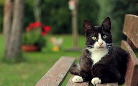 Cat - pretty, cat face, sleepy, paws, kitten, cats, face, sleeping, hat, beautiful, beauty, lovely, sweet, cat, cute, animals, kitty