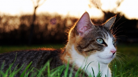 Cat - sleepy, cute, beautiful, cat, sleeping, kitty, cats, hat, cat face, paws, face, animals, pretty, beauty, sweet, kitten, lovely