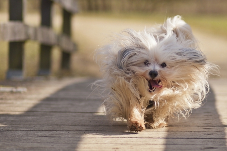 Dog - face, pretty, playful dog, cute, animals, beautiful, sweet, puppy, playful, dogs, puppies, lovely, dog face