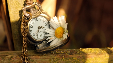 ♥ - flowers, time, daisy, love, wacth