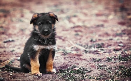 German shepherd - pretty, beautiful, dog face, puppies, lovely, playful dog, sweet, playful, dogs, cute, face, puppy, animals