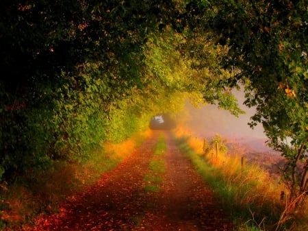 Autumn - fall, splendor, nature, autumn