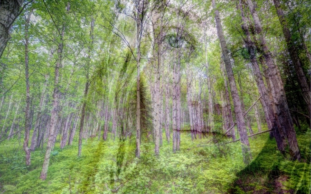 *** Face in image *** - face, nature, image, forest