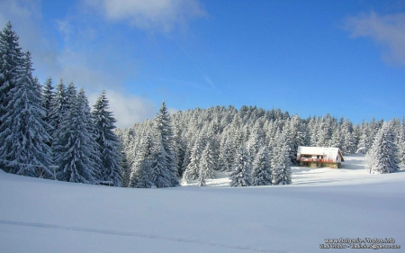 Sunny Stara Planina - sky, trees, photography, winter, bulgaria, nature, white, evergreen, forest, snow, beautiful, photo