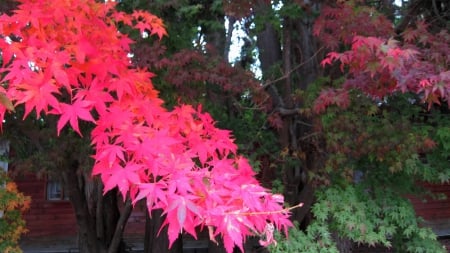 Beautiful maple leaves - colorful, nature, yellow, Beautiful, red, orange, maple leaves