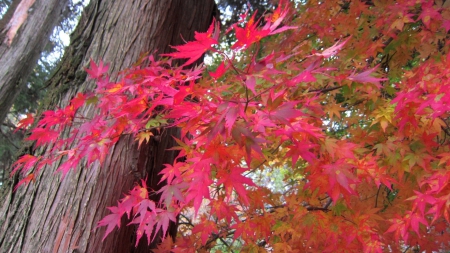 Beautiful maple leaves - maple leaves, yellow, red, beautiful, orange, colorful