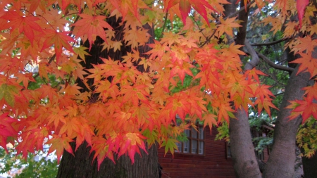 Beautiful maple leaves - colorful, yellow, Beautiful, orange, maple leaves