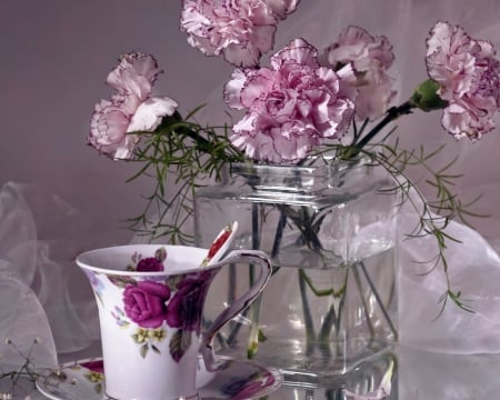 Still Life - Colours, Carnation, Photography, Flower