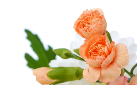 Carnation for You - nature, orange, carnation, flower