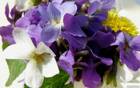 Violets - Violet, Purple, Flower, Nature