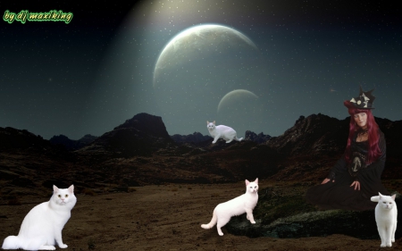 Night of the white Cats - moon, white, woman, cats, night