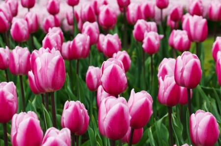 Pink Tulips! - nature, tulips, flowers, pink