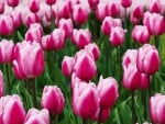 Pink Tulips!