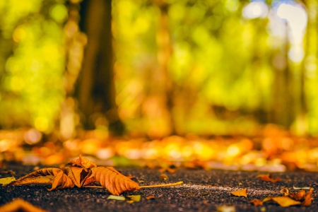 Autumn - nature, bokeh, autumn, fall, splendor, autumn splendor, autumn leaves