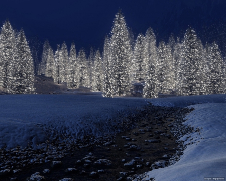 Silver Pines - Winter, Pine, Lake, Nature