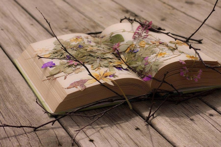 Still Life - dry flower, book, beautiful, old